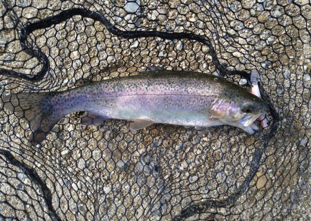 クランクベイトに好反応